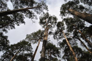 Los espacios, la luz, el aire, las perspectivas, los bosques nos ofrecen más de lo que parece.