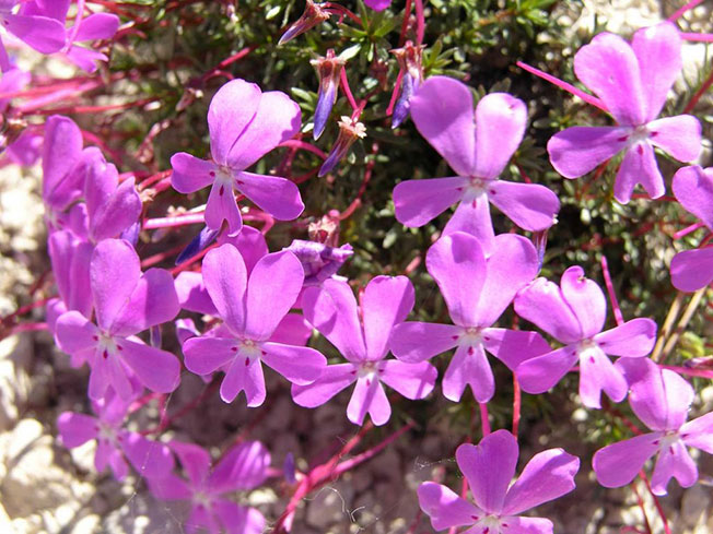 Violeta de Cazorla, se puede encontrar en el Jardín Botánico Torre del Vinagre, Cazorla (Jaén).