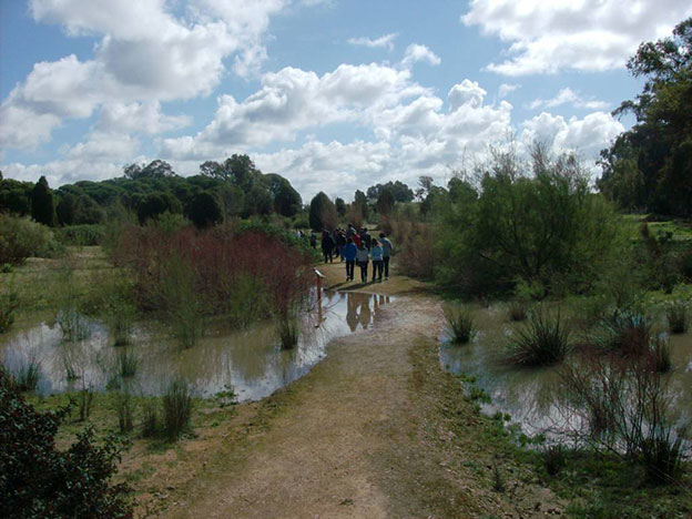 Foto: Red Andaluza de Jardines Botánicos y Micológico en Espacios Naturales (RAJBEN).