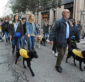 Los perros guía de la ONCE, protagonistas de las Fiestas de San Antón